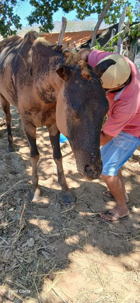 Incêndio de grandes proporções atinge roça e deixa dois cavalos feridos em Oeiras — imagem 3