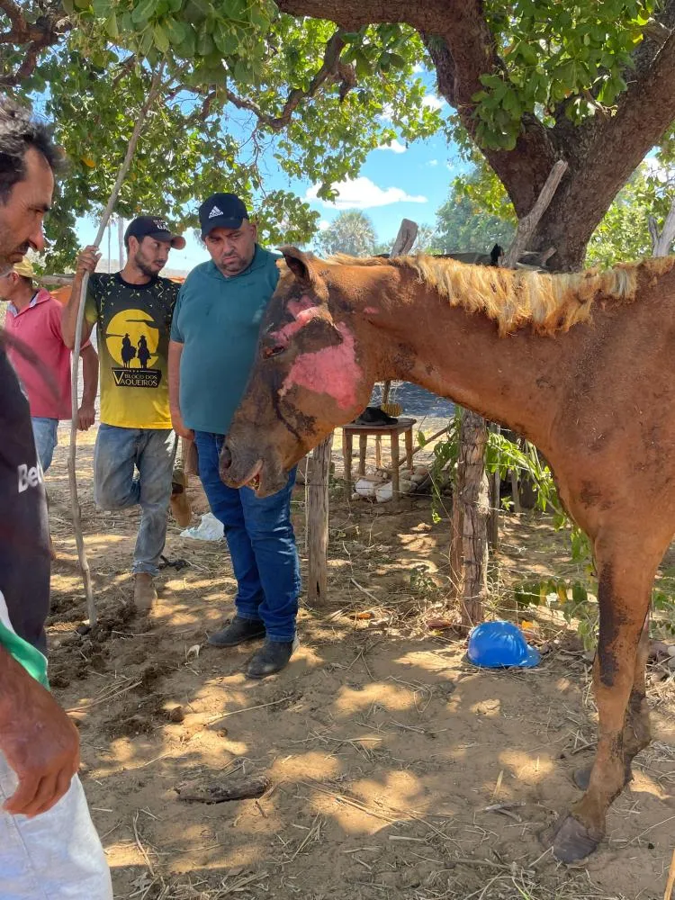 Incêndio de grandes proporções atinge roça e deixa dois cavalos feridos em Oeiras — imagem 2