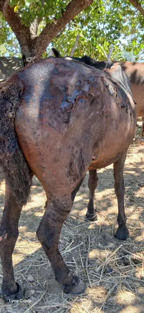 Incêndio de grandes proporções atinge roça e deixa dois cavalos feridos em Oeiras — imagem 4