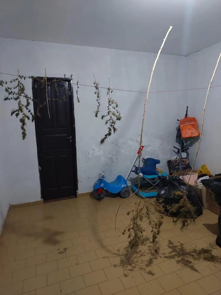 Polícia Civil apreende maconha, sementes e materiais para cultivo em residência no Centro Histórico de Oeiras — imagem 9