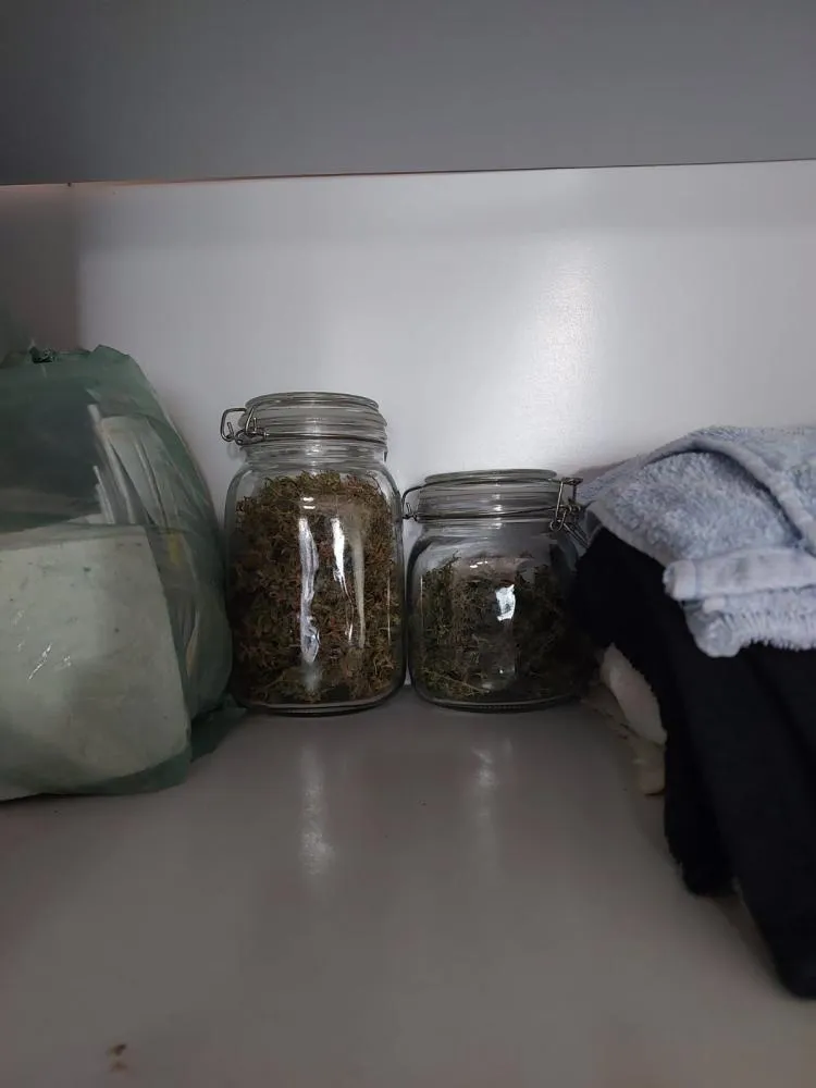 Polícia Civil apreende maconha, sementes e materiais para cultivo em residência no Centro Histórico de Oeiras — imagem…