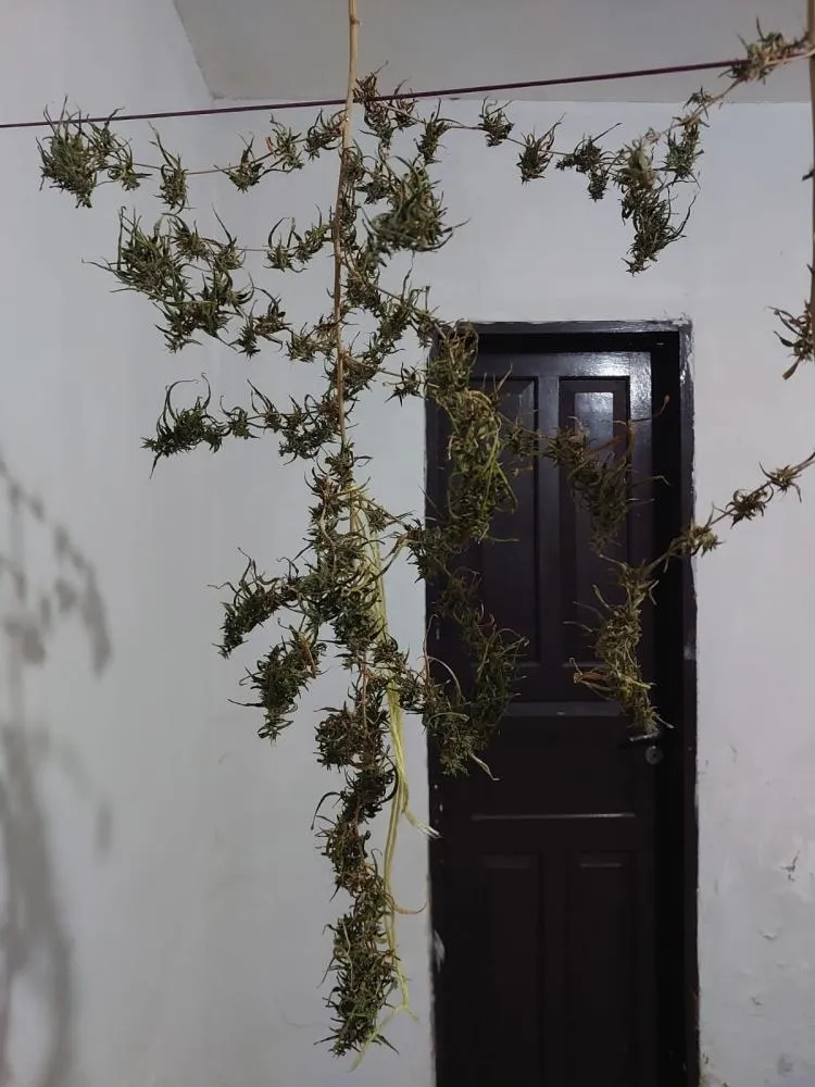 Polícia Civil apreende maconha, sementes e materiais para cultivo em residência no Centro Histórico de Oeiras — imagem 8