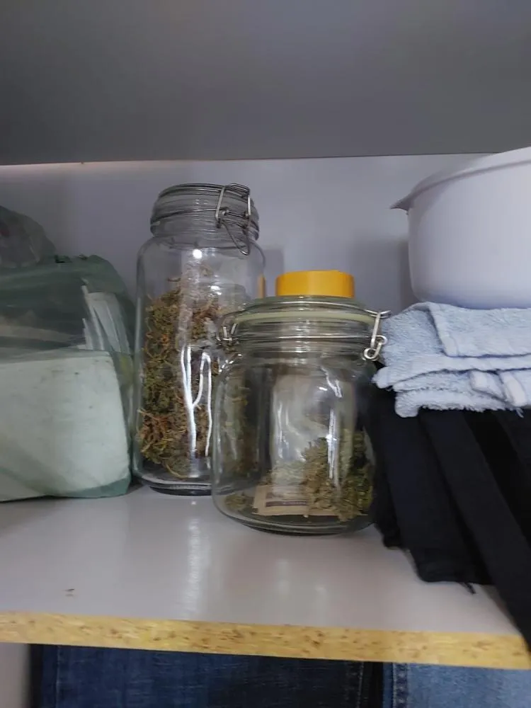 Polícia Civil apreende maconha, sementes e materiais para cultivo em residência no Centro Histórico de Oeiras — imagem…