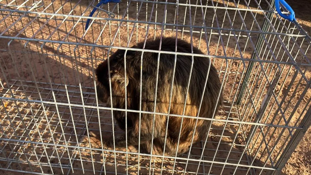 Macaco bugio é capturado pelo Corpo de Bombeiros na zona rural de Oeiras — imagem 4