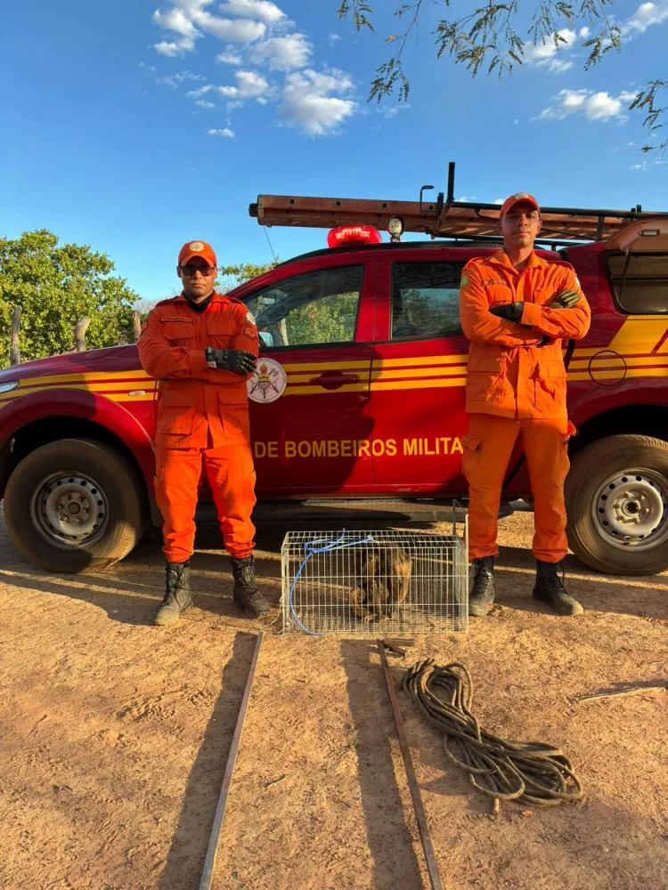 Macaco bugio é capturado pelo Corpo de Bombeiros na zona rural de Oeiras — imagem 1