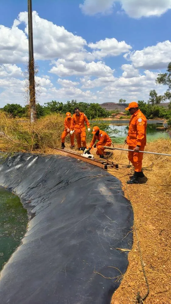 Corpo de Bombeiros resgata três cães na estação de tratamento de água em Oeiras — imagem 1