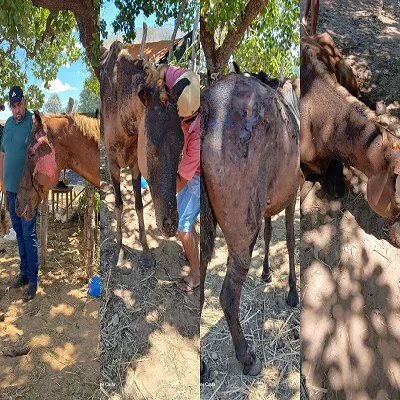 Incêndio atinge roça e fere cavalos em Oeiras